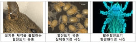 '쯔쯔가무시증' 옮기는 털진드기 12배 ↑…야외 물림 주의