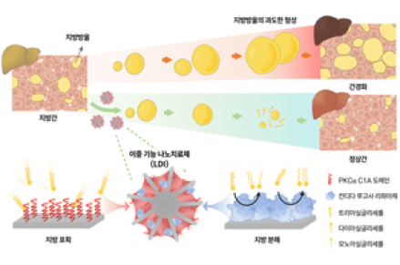 KIST, 간에 쌓인 지방을 직접 찾아가 제거하는 대사이상 지방간질환 치료제 개발
