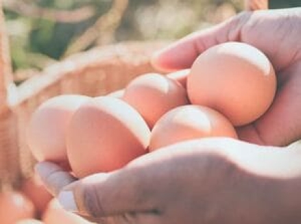 축산물품질평가원, 소비자 편의 높인 ‘계란 이력번호 조회 서비스’ 선보여